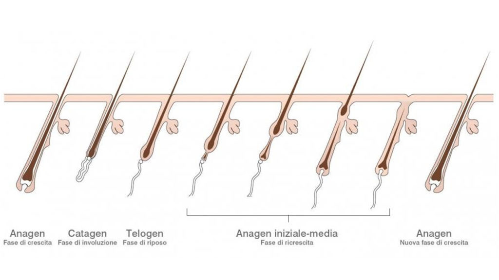 Fasi della vita del pelo